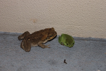 2016-10-02-img_0039-can-toad-green-tree-frog-in-katherine