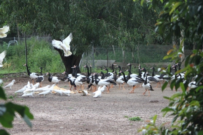 2016-01-15-img_0046-colliwobble-farm-little-corellas-magpie-geese